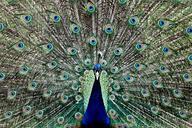 peacock-feather-eye-animal-627885.jpg