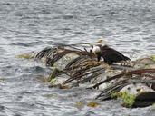 bald-eagle-eagles-raptor-18923.jpg