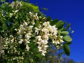 flowering-acacia-robinia-pseudoacacia-1381078.jpg