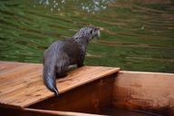 otter-nature-wet-fur-zoo-1083275.jpg