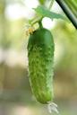 cucumber-vegetable-fresh-vegetables-1147699.jpg