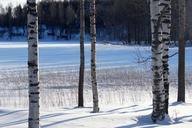 birch-winter-snow-forest-white-60500.jpg