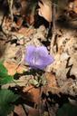 bell-bellflower-campanula-flowers-87516.jpg