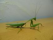 praying-mantis-insect-mantis-452540.jpg