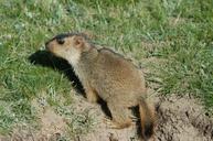 ruoergai-grassland-marmot-879194.jpg