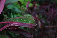 plant-water-droplets-still-life-660236.jpg