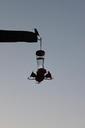 silhouette-dusk-hummingbird-401395.jpg