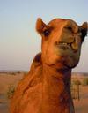 camel-animal-dubai-desert-safari-435251.jpg