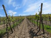 vineyards-grapes-vines-fruits-412577.jpg