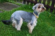 dog-pets-yorkshire-bitch-path-342783.jpg