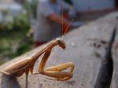 praying-mantis-insect-brown-nature-946023.jpg