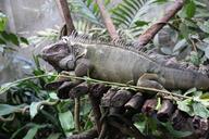 iguana-lizard-reptile-green-463125.jpg