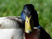 mallard-drake-males-357782.jpg