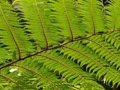 tree-fern-fern-dicksonia-antarctica-54030.jpg