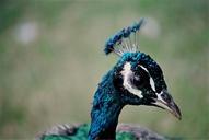 peacock-head-peafowl-feather-color-529070.jpg