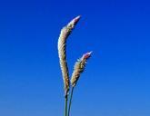 weed-grass-wild-flower-flora-226089.jpg