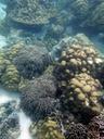 coral-reef-undersea-underwater-sea-1349980.jpg