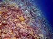 coral-red-sea-egypt-coral-reef-452025.jpg