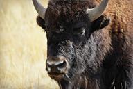 buffalo-yellowstone-wildlife-bison-986467.jpg