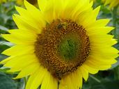 sunflower-flower-bee-insect-1605448.jpg