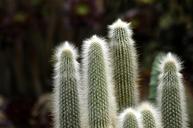 arboretum-cactus-flowers-1675044.jpg