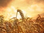 wheat-grain-cornfield-wheat-field-639779.jpg