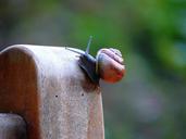 snail-shell-close-snail-shell-271050.jpg