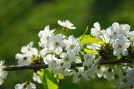 cherry-blossoms-flowers-white-tree-324539.jpg