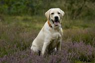 labrador-labradorka-puppy-805863.jpg