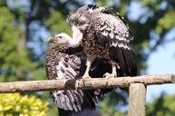 raptor-vulture-eagle-feathers-1349961.jpg