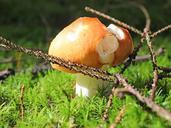 mushroom-forest-autumn-nature-631699.jpg