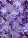 purple-acacia-flower-nearby-166395.jpg