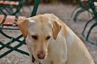 labrador-dog-sweet-sit-animal-pet-1287296.jpg