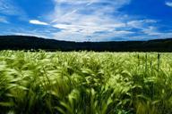 barley-field-agriculture-crop-871994.jpg