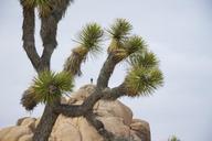 Boulders_near_Jumbo_Rocks_campground.jpg