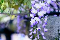 spring-flowers-spring-flowers-1354614.jpg