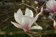 magnolia-blossom-bloom-tree-216754.jpg