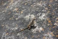 lizard-reptile-animal-gecko-596438.jpg