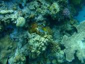 coral-reefs-okinawa-sea-886079.jpg