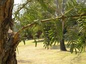 africa-south-africa-tree-acacia-89324.jpg