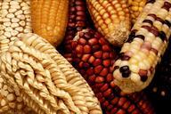 corn-corn-on-the-cob-harvest-63061.jpg