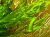 aquarium-aquatic-plant-green-plant-53983.jpg