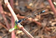 damselfly-familiar-bluet-bluet-1509065.jpg