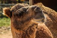 camel-dromedary-camel-204843.jpg