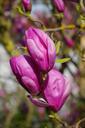 magnolia-magnolia-blossom-blossom-324283.jpg