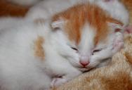 young-kittens-sweet-pet-baby-cat-1359558.jpg