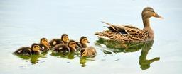 mallard-ducks-hen-brood-waterfowl-934518.jpg