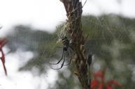 spider-web-spiderweb-insect-cobweb-509412.jpg