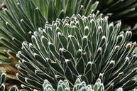 succulents-leaves-pattern-desert-257248.jpg