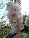 cherry-blossoms-japanese-cherry-339097.jpg